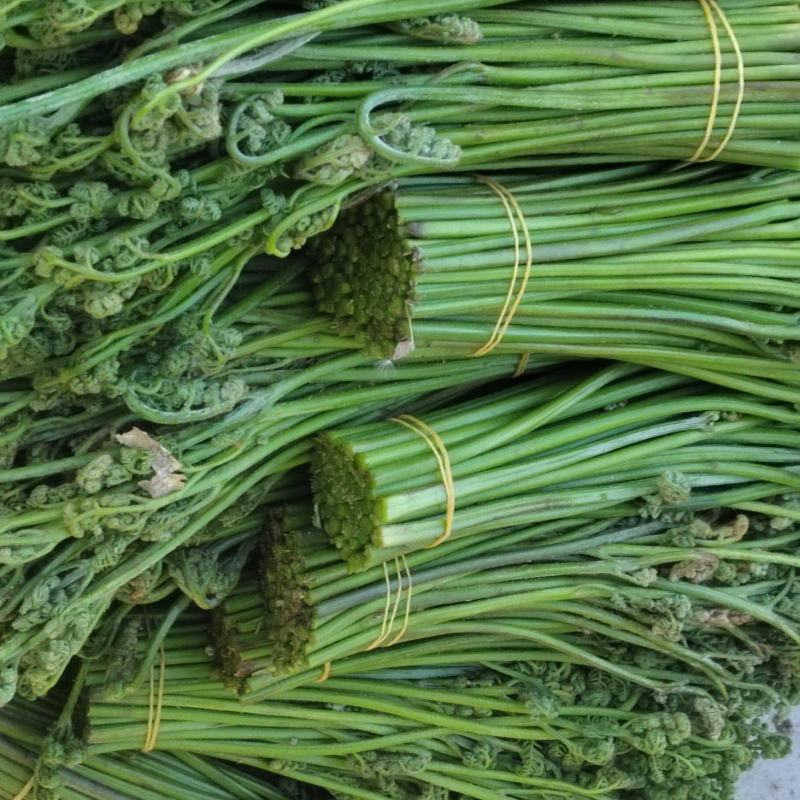 甘肃特级蕨菜