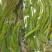 甘肃特级蕨菜