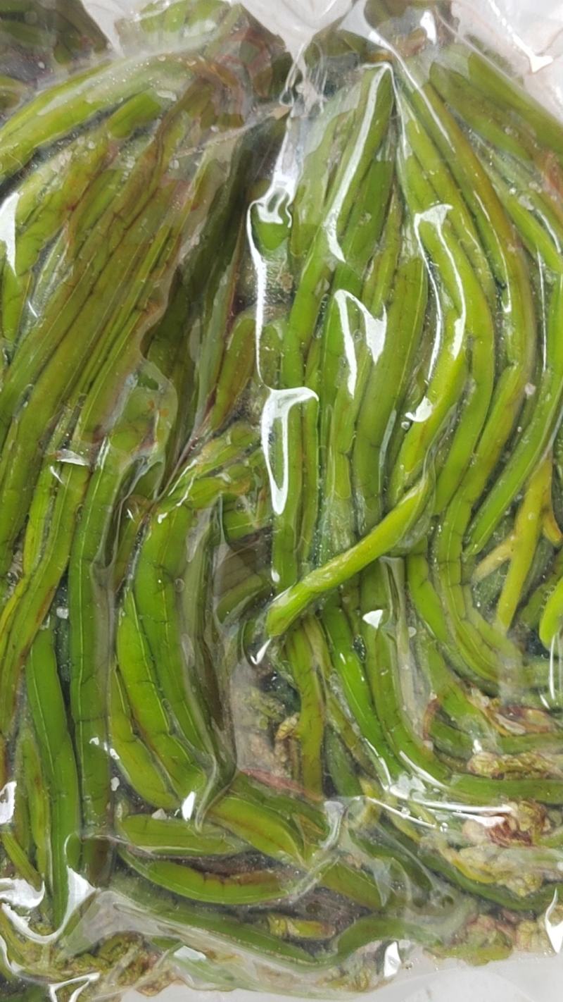 甘肃特级蕨菜