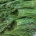 甘肃特级蕨菜