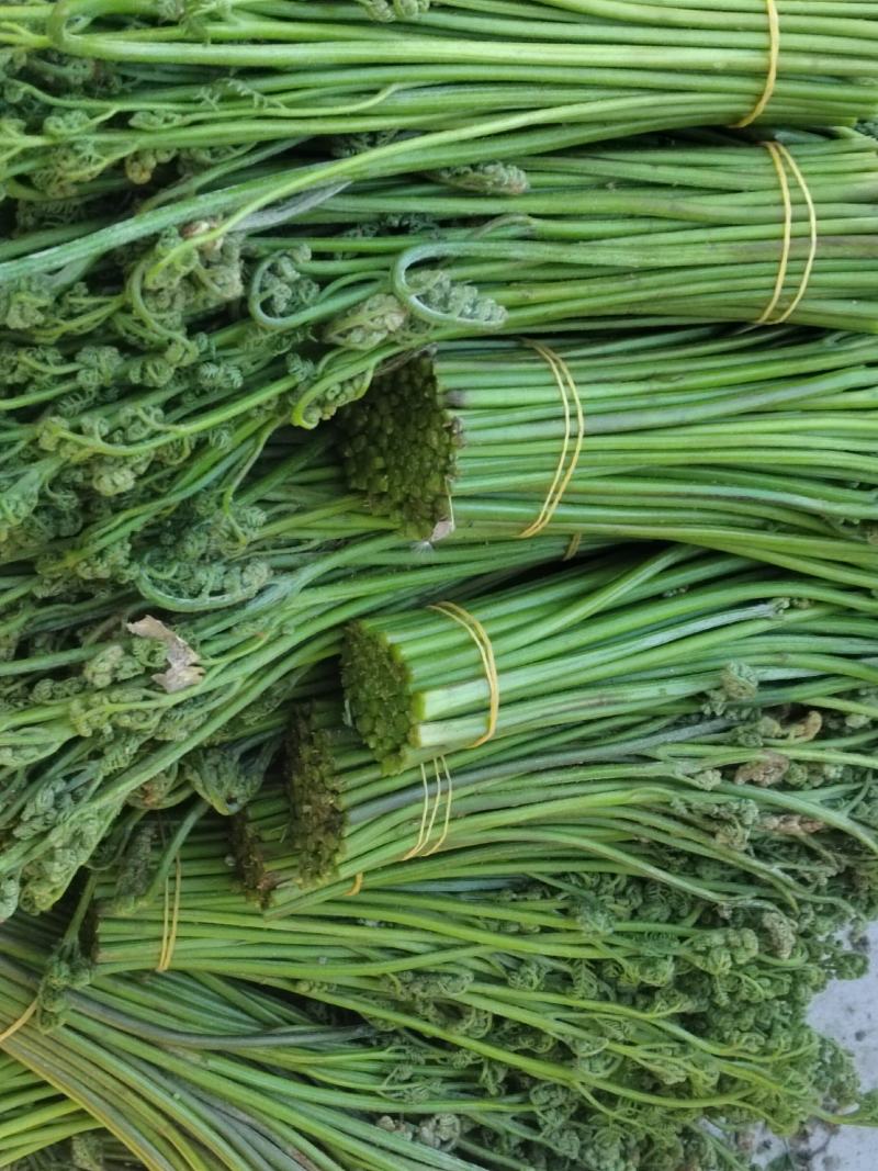 甘肃特级蕨菜