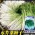 水芹菜(可当种子)