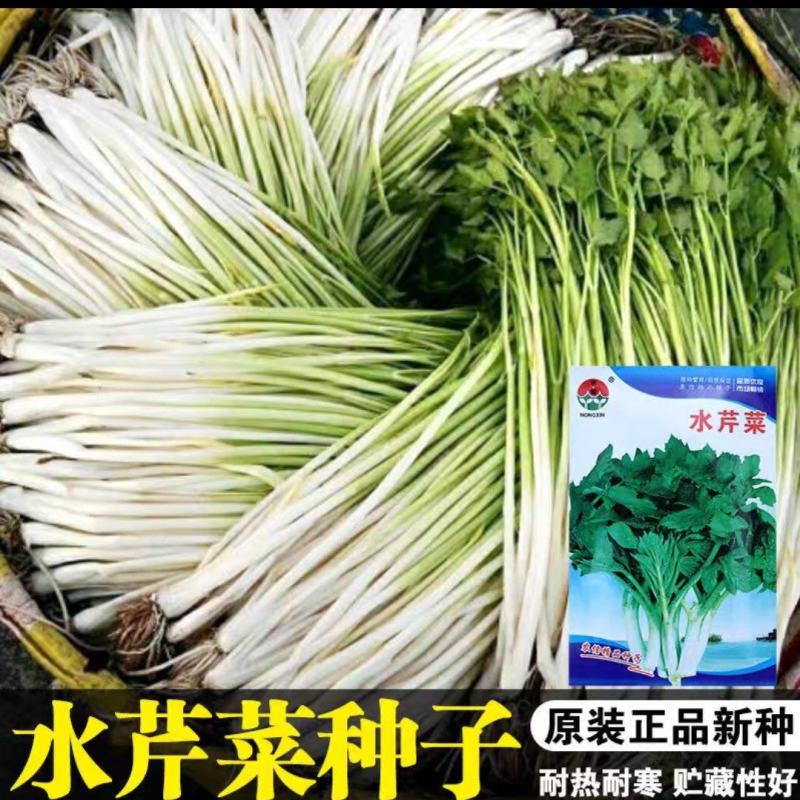 水芹菜(可当种子)