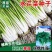 水芹菜(可当种子)