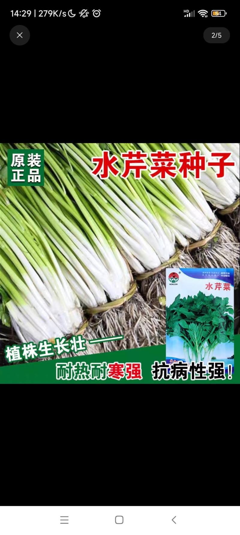 水芹菜(可当种子)