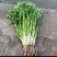 水芹菜(可当种子)