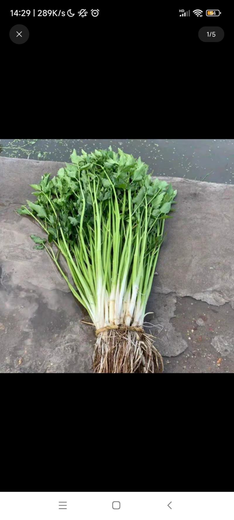 水芹菜(可当种子)