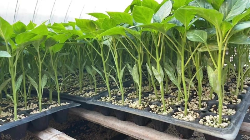 辣椒苗穴盘辣椒苗尖椒线椒螺丝椒皱皮椒薄皮芜湖椒辣椒苗