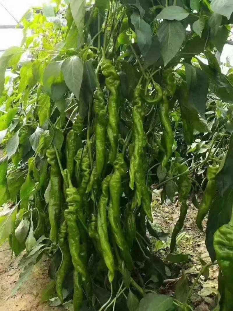辣椒苗穴盘辣椒苗尖椒线椒螺丝椒皱皮椒薄皮芜湖椒辣椒苗
