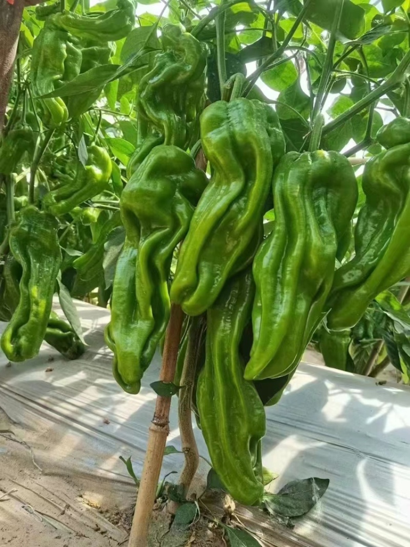 辣椒苗穴盘辣椒苗尖椒线椒螺丝椒皱皮椒薄皮芜湖椒辣椒苗