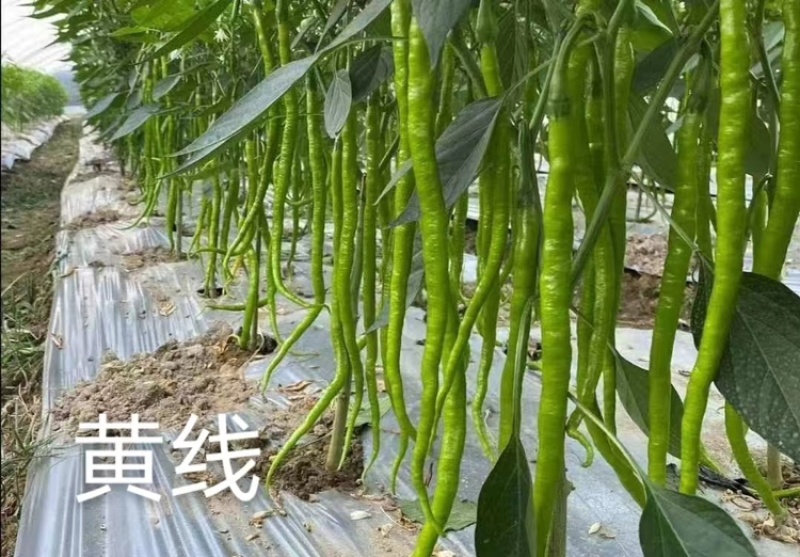 辣椒苗穴盘辣椒苗尖椒线椒螺丝椒皱皮椒薄皮芜湖椒辣椒苗