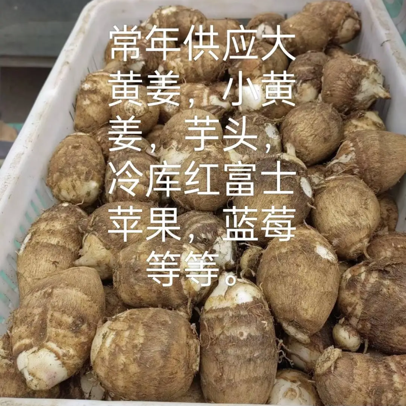 毛芋头山东芋头大量供应品质保证低价对接全国市场