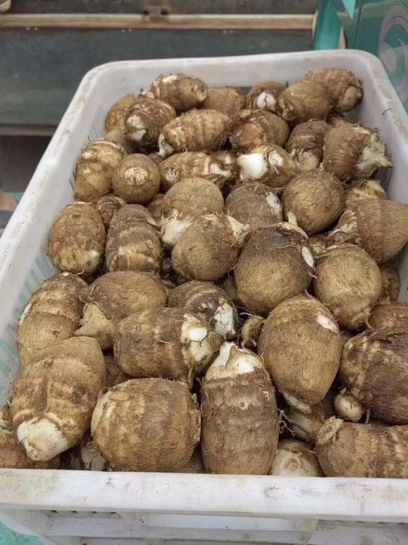 毛芋头山东芋头大量供应品质保证低价对接全国市场