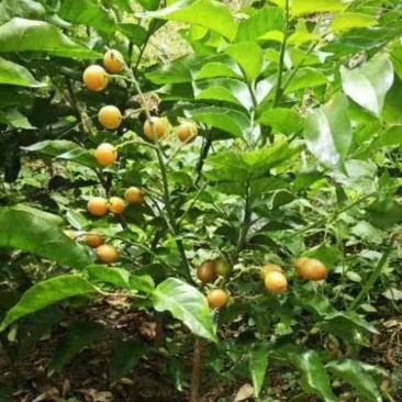 成都黄皮小苗基地,柑橘苗橘子苗价格,桃子苗,桃树小苗批。