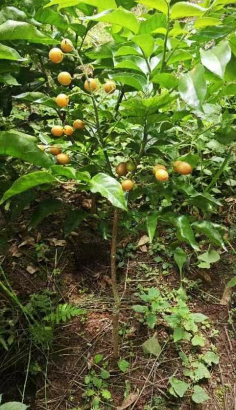 成都黄皮小苗基地，柑橘苗橘子苗价格，桃子苗，桃树小苗批。