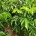 成都黄皮小苗基地,柑橘苗橘子苗价格,桃子苗,桃树小苗批。