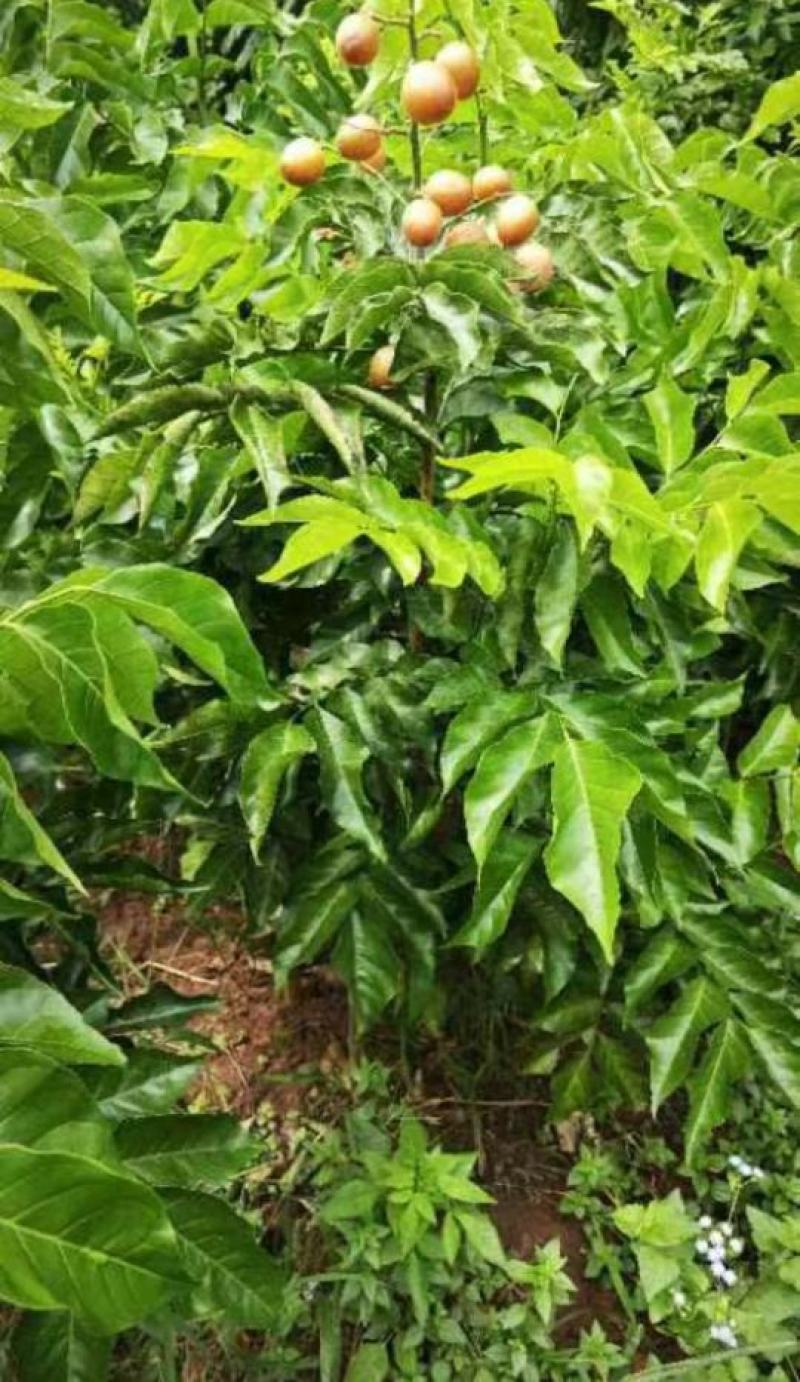 成都黄皮小苗基地，柑橘苗橘子苗价格，桃子苗，桃树小苗批。