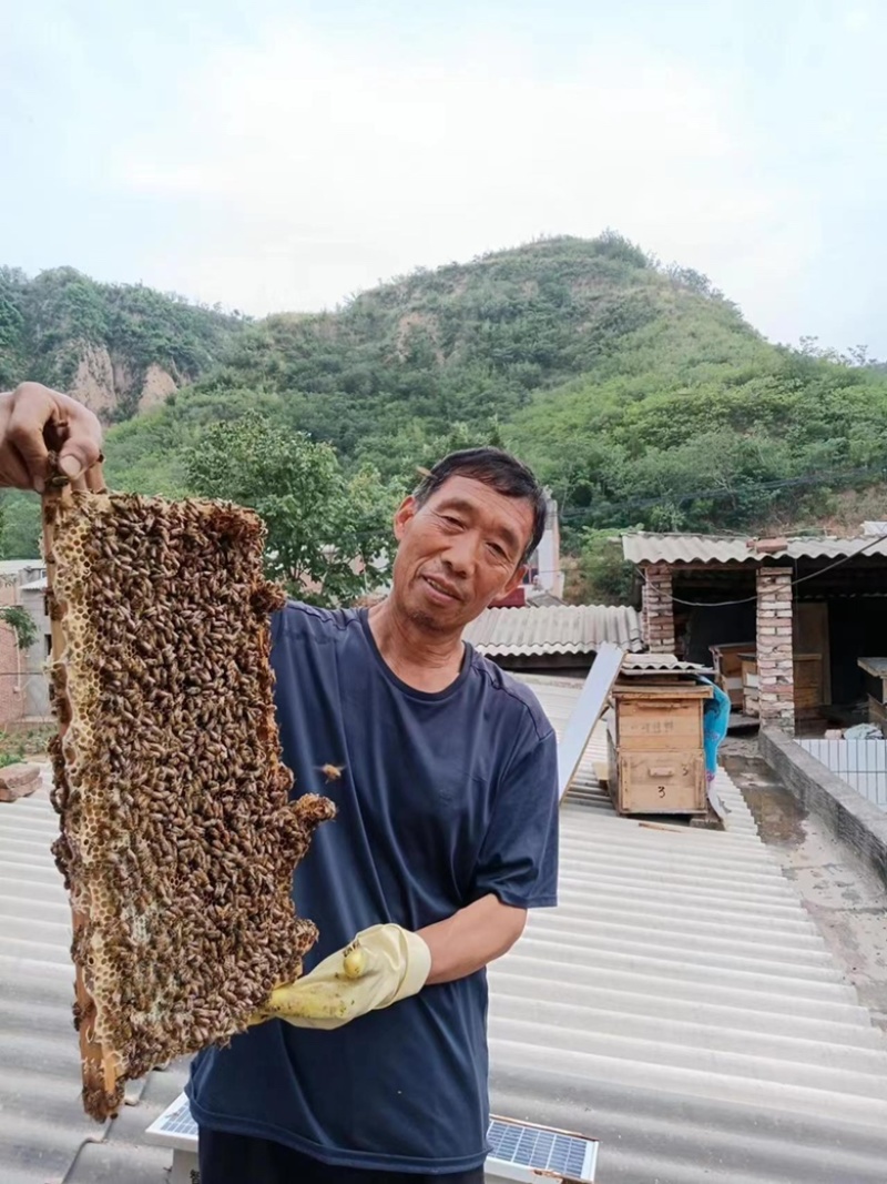 蜂蜜百花蜜，自己家养殖的，欢迎老板来电选购