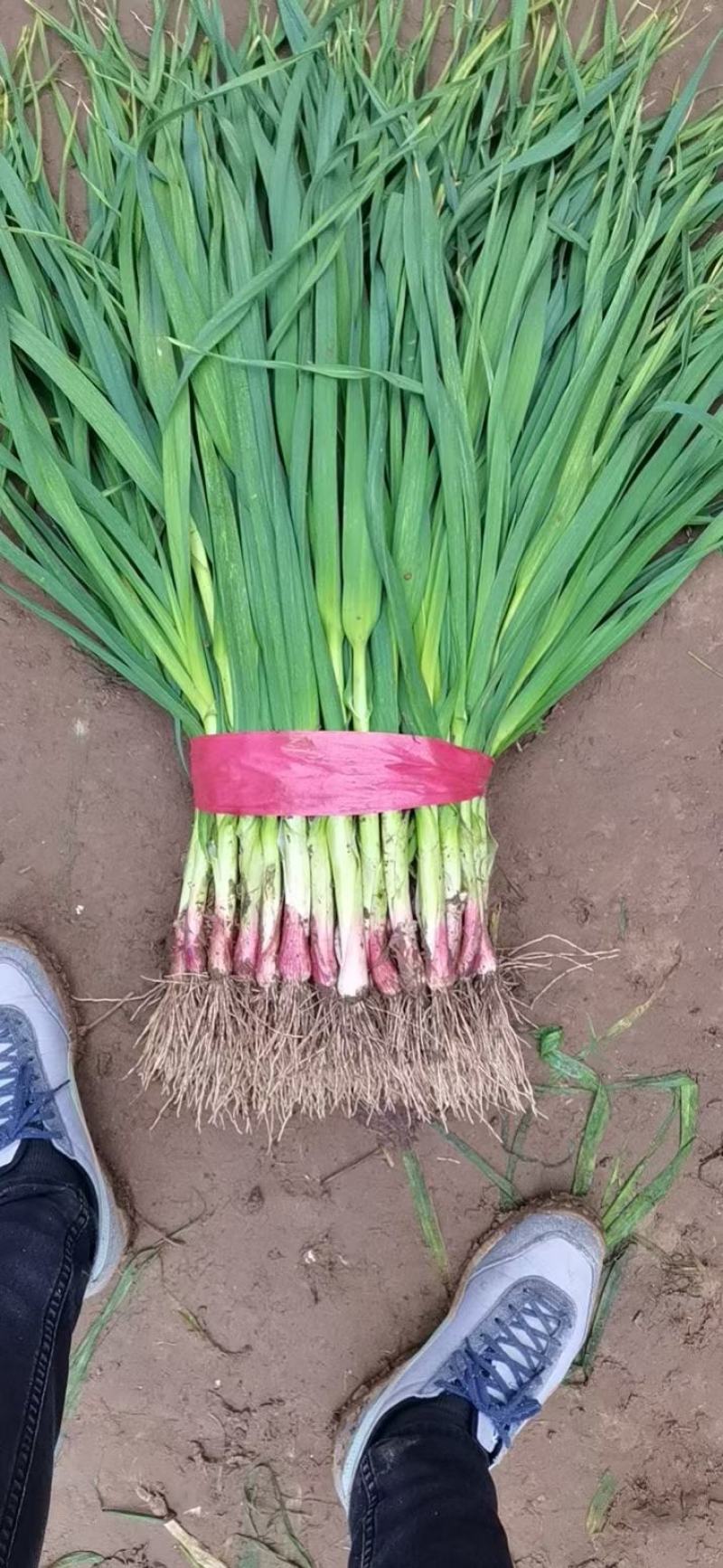 红根蒜苗，蒜苗大量上市，可供应平台，超市，市场，货源充足