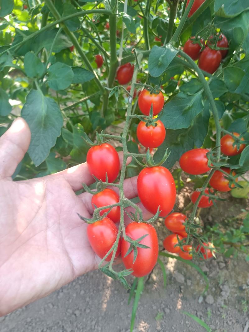 阜城县优质圣女果大量上市！产地直销保质保量！
