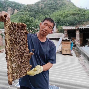 枣花蜜浓度41.5自产自销不骗人今年67欢迎实地考察