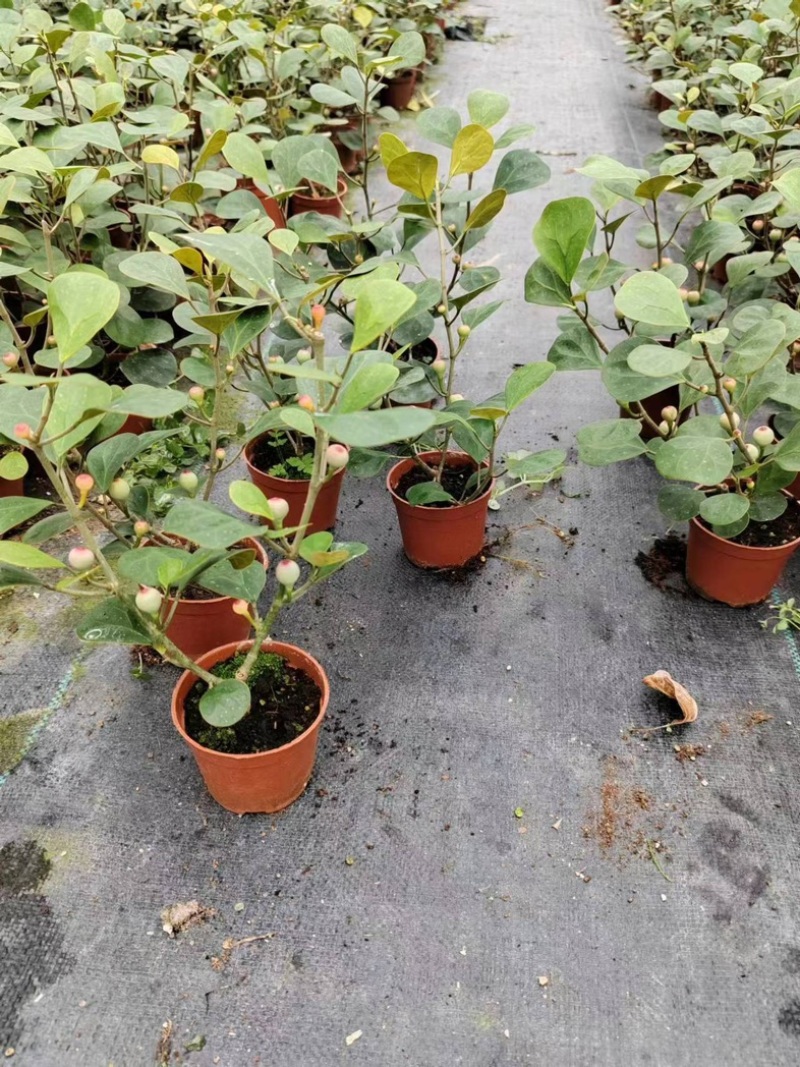 90盆小盼菩提
