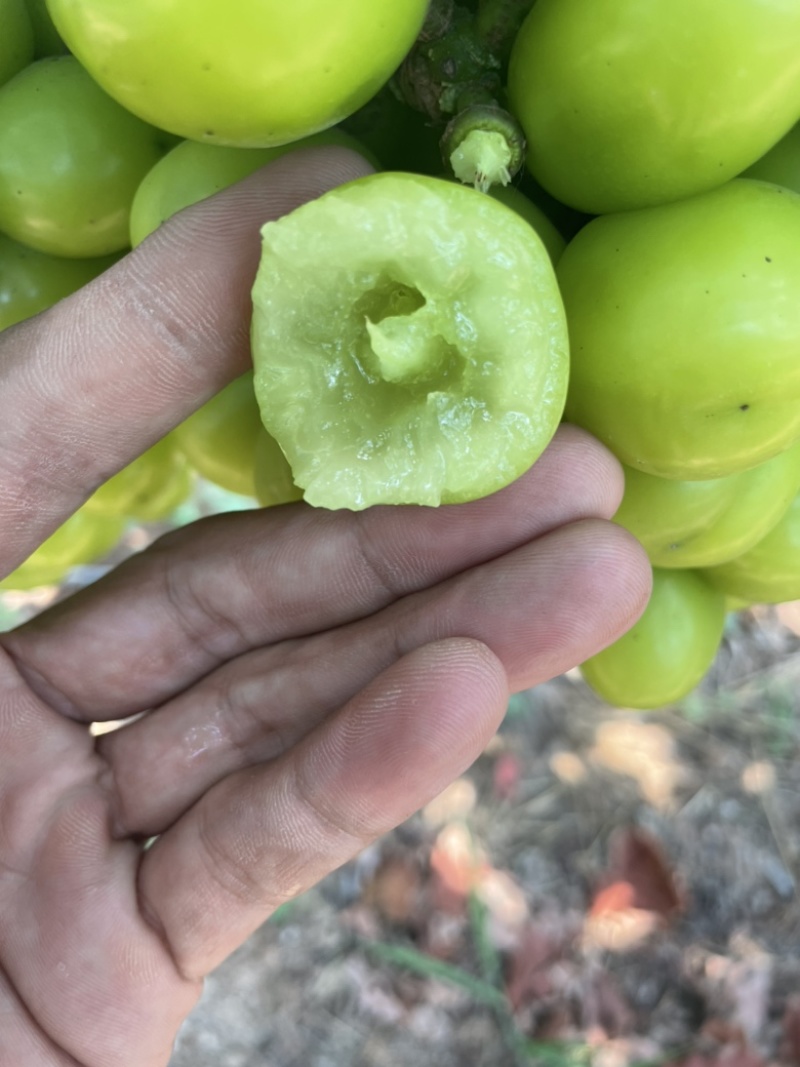 南阳阳光玫瑰葡萄，1.7斤青王阳光玫瑰葡萄，阳光玫瑰