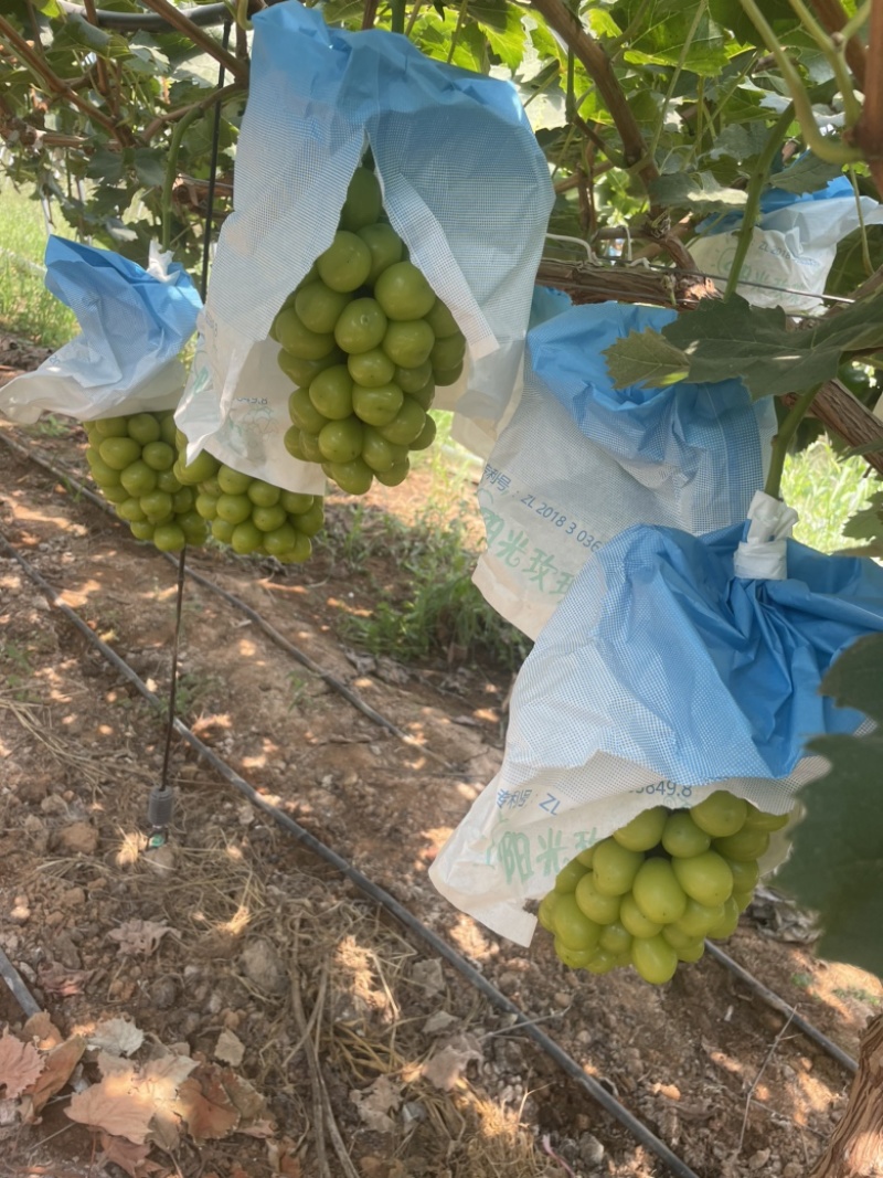 南阳阳光玫瑰葡萄，1.7斤青王阳光玫瑰葡萄，阳光玫瑰