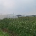 四川土地出租转让可建棚