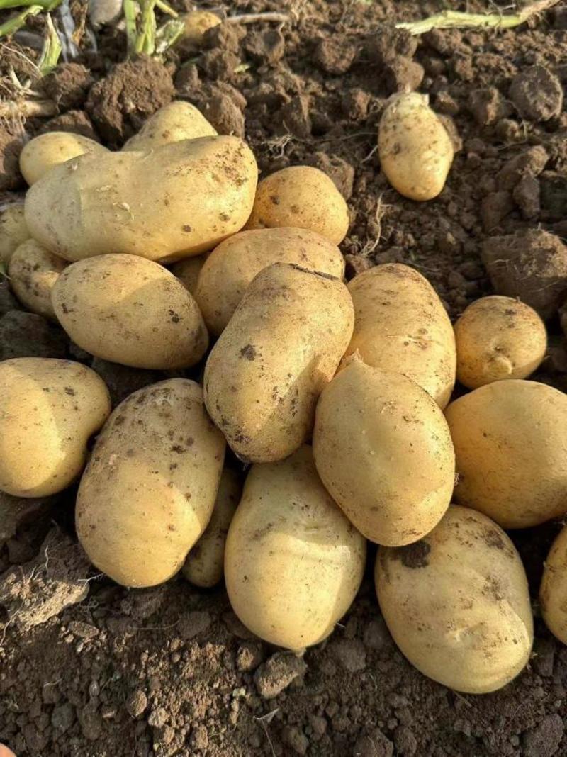 希森土豆，黄心226品质保障现挖现发专业代办，稳定供货