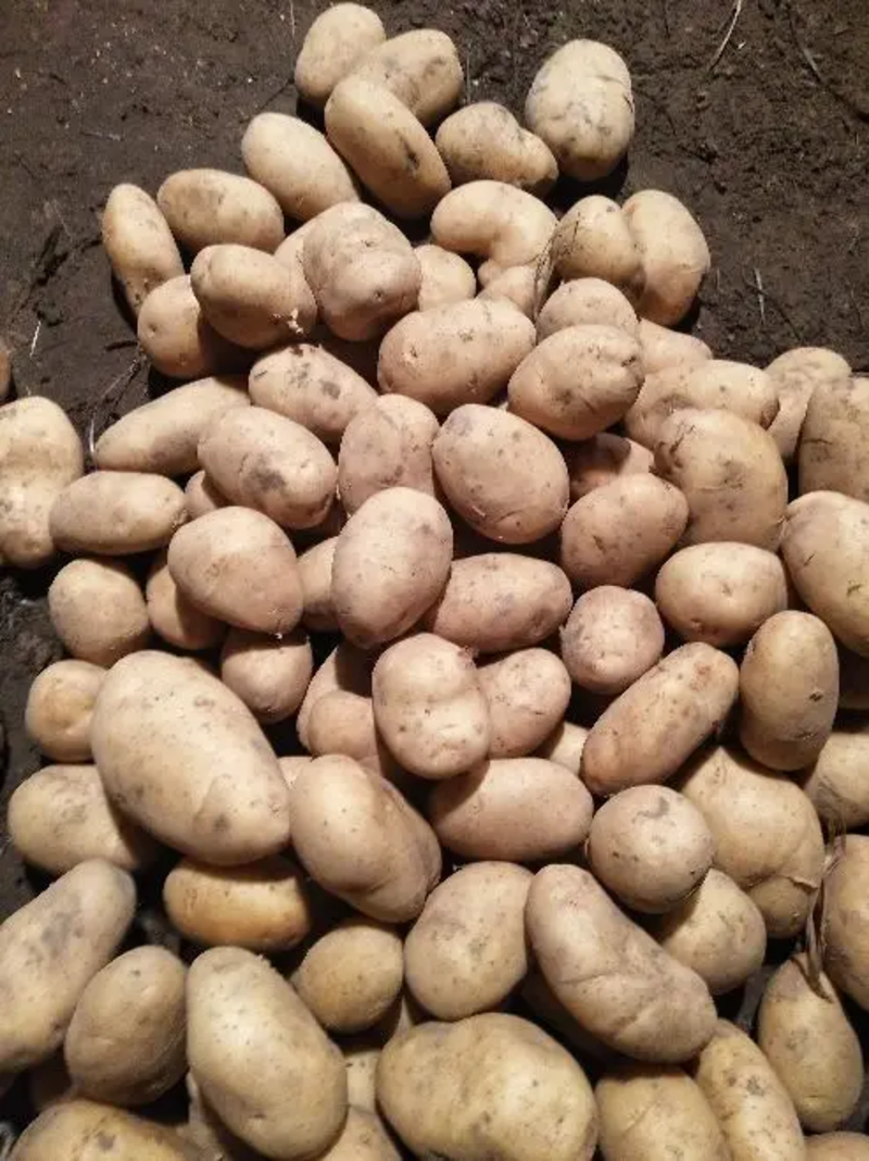 白心土豆，黄心226v7希森沃土产地货源供应全国市场商超