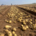白心土豆，黄心226v7希森沃土产地货源供应全国市场商超