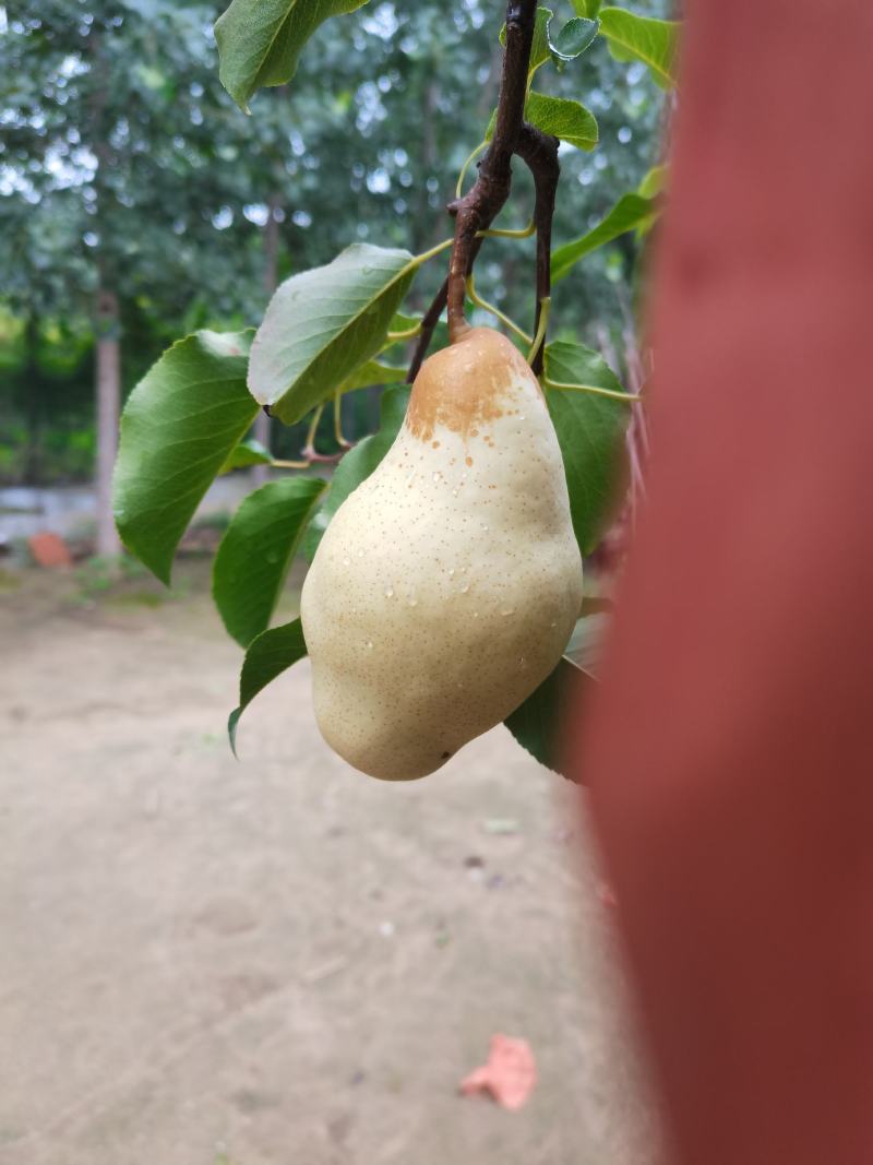 个大好吃，面甜不贵，有需要大头梨的老板联系我