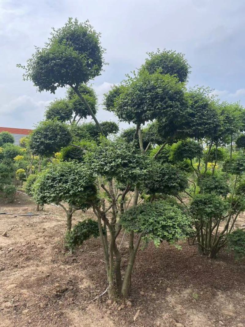 小叶女贞造型树基地直发保质保量对接电商批发商