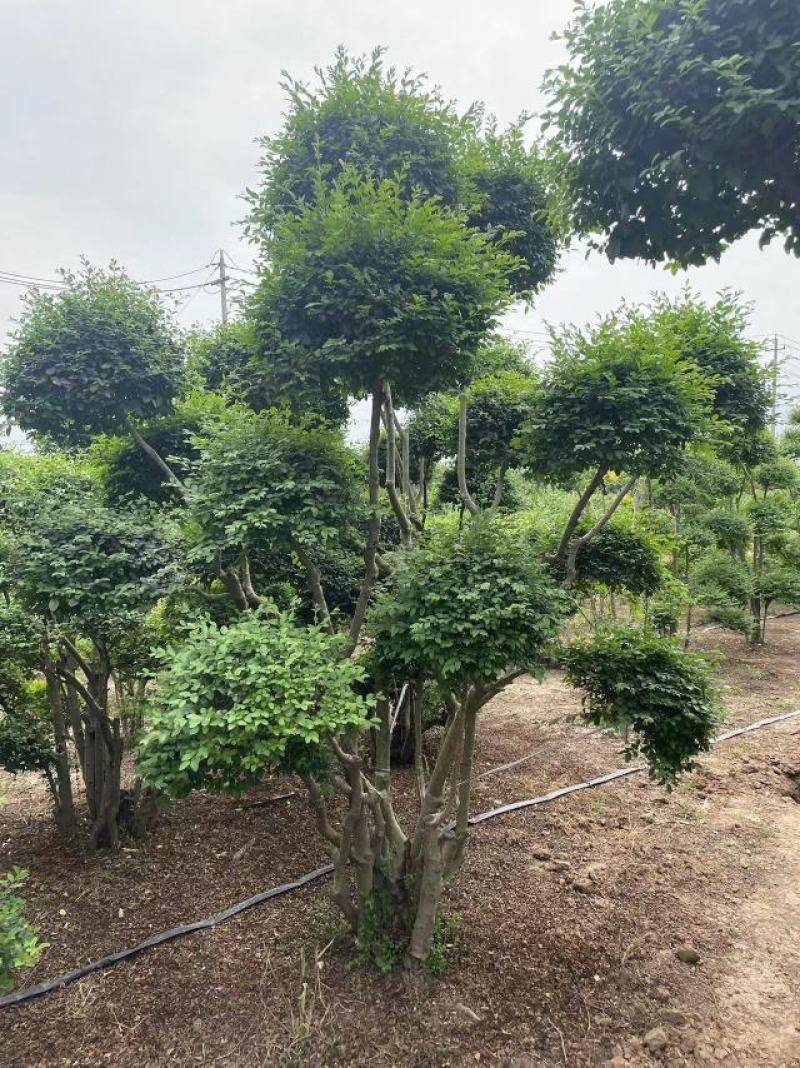 小叶女贞造型树基地直发保质保量对接电商批发商
