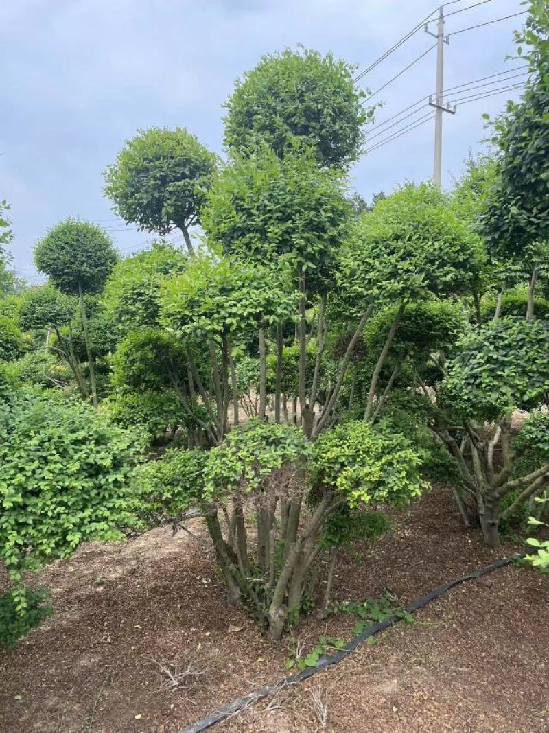 小叶女贞造型树基地直发保质保量对接电商批发商