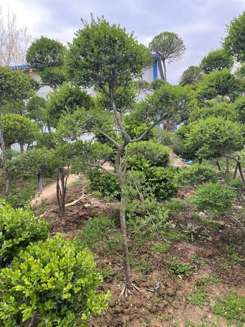 小叶女贞造型树基地直发保质保量对接电商批发商