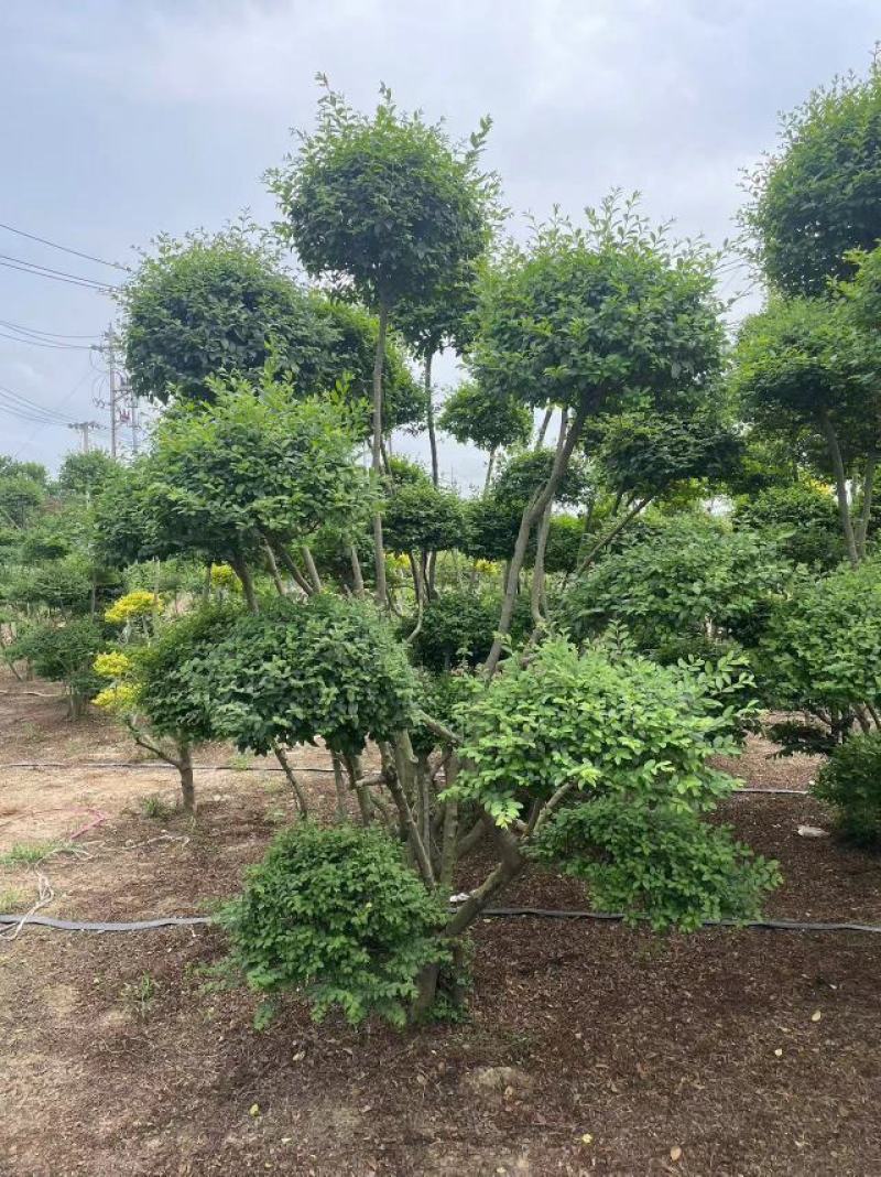 小叶女贞造型树基地直发保质保量对接电商批发商