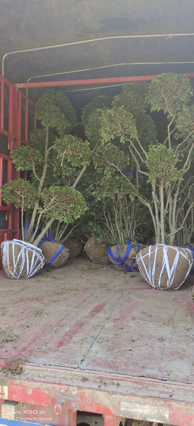 小叶女贞造型树基地直发保质保量对接电商批发商