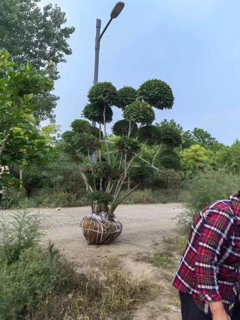 小叶女贞造型树基地直发保质保量对接电商批发商