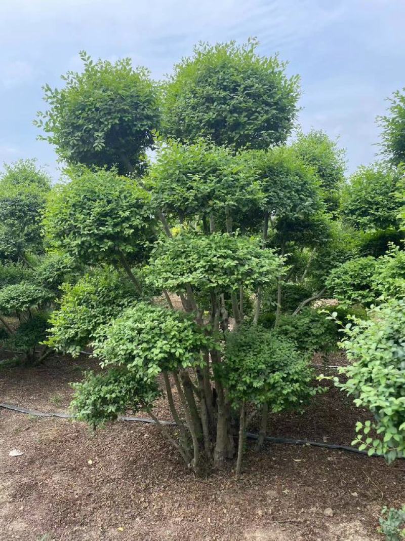 小叶女贞造型树基地直发保质保量对接电商批发商