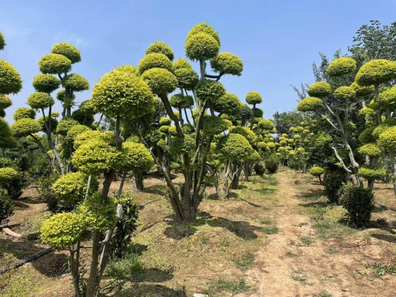 小叶女贞造型树基地直发保质保量对接电商批发商