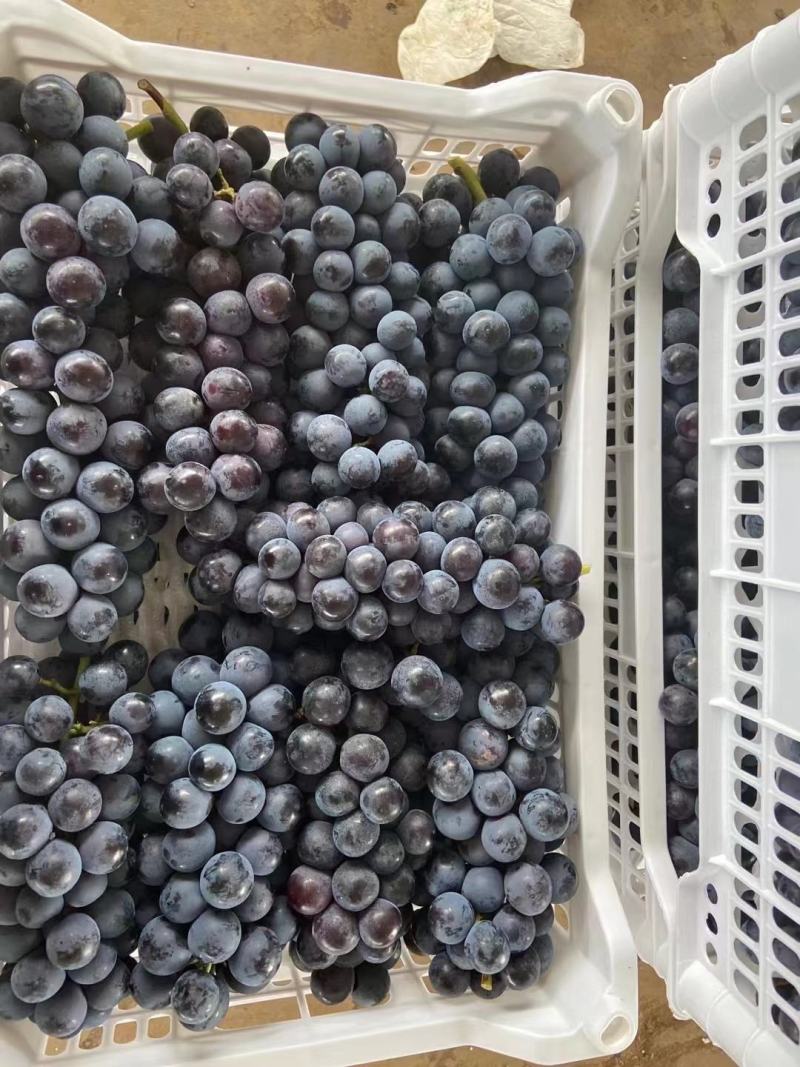 云南葡萄夏黑葡萄一手货源基地直供货源充足