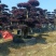 造型红继木