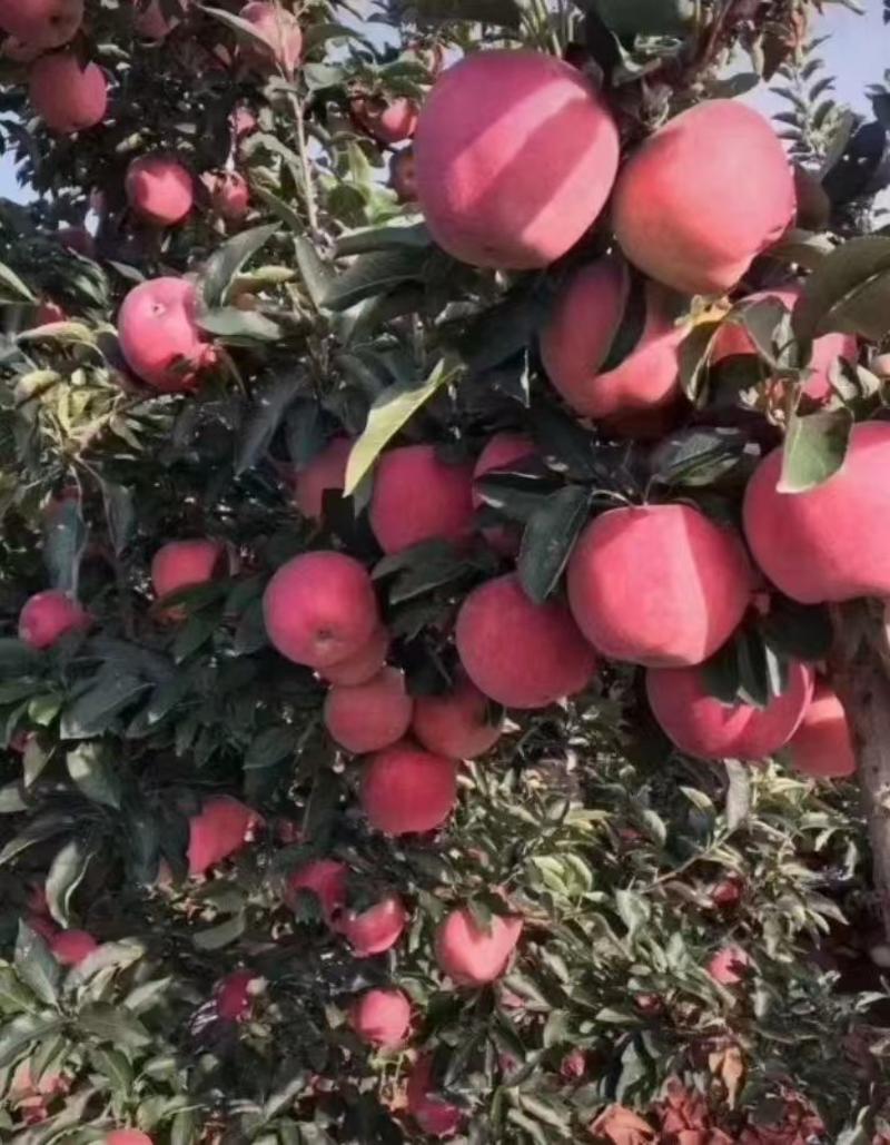 【红星苹果】山东苹果大量上市可视频看货要的老板联系