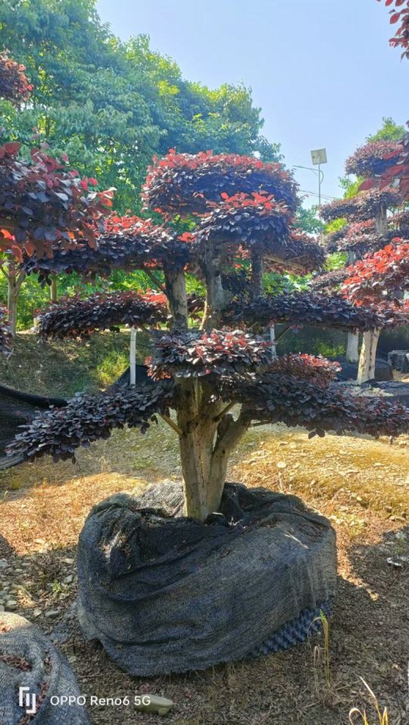 造型红继木