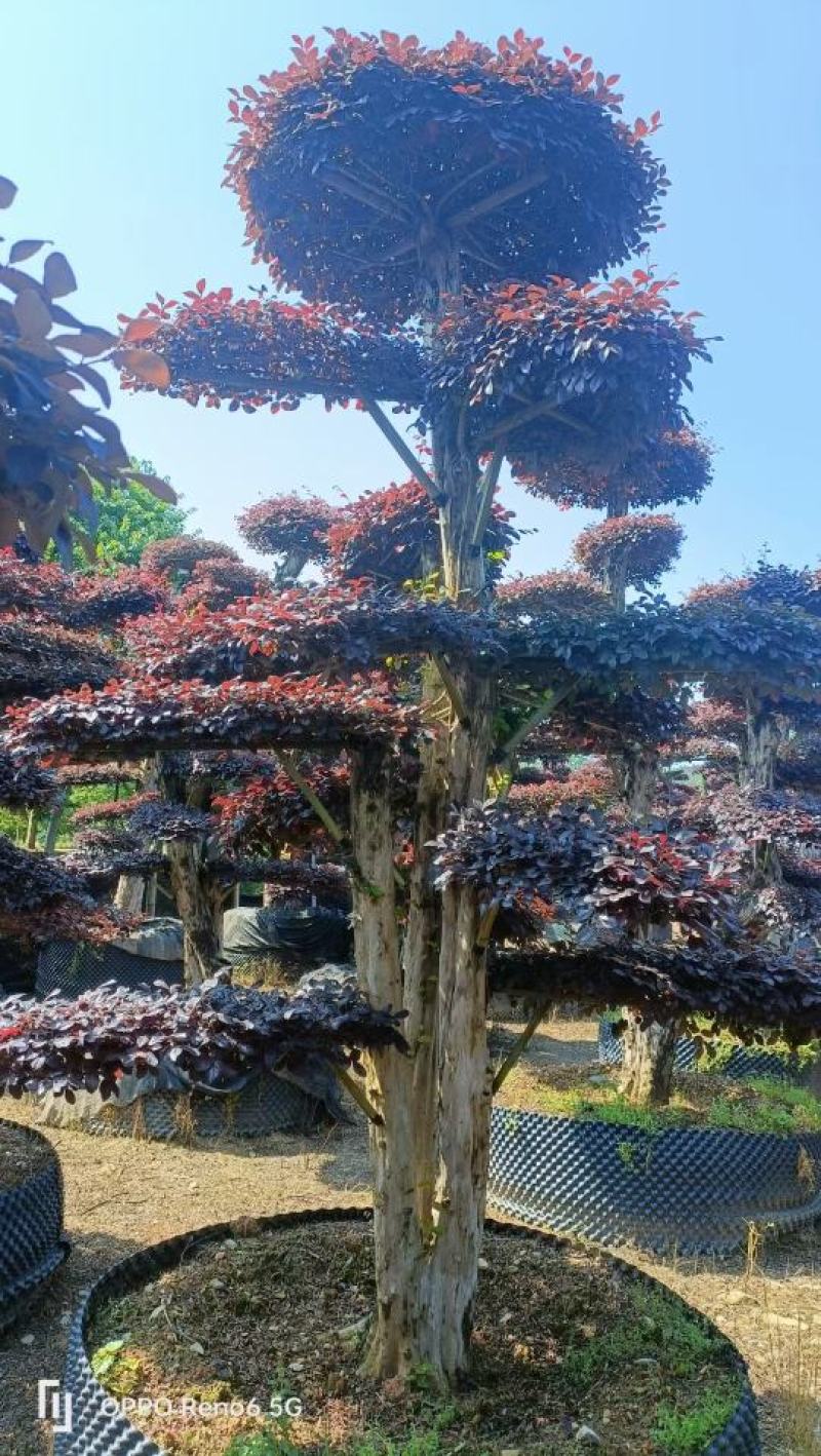 造型红继木
