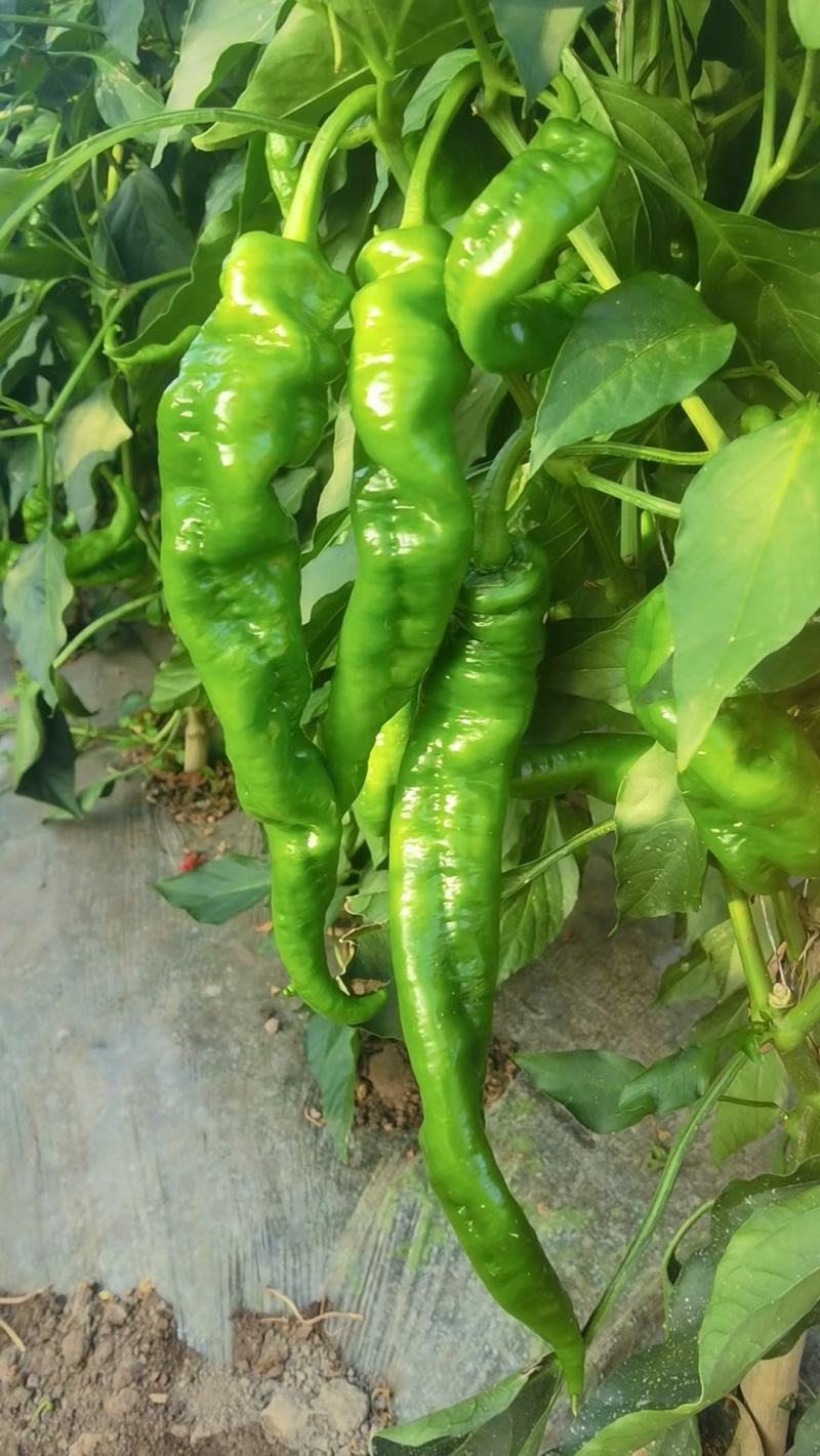 精品辣子大量供应，电商市场都可走货，