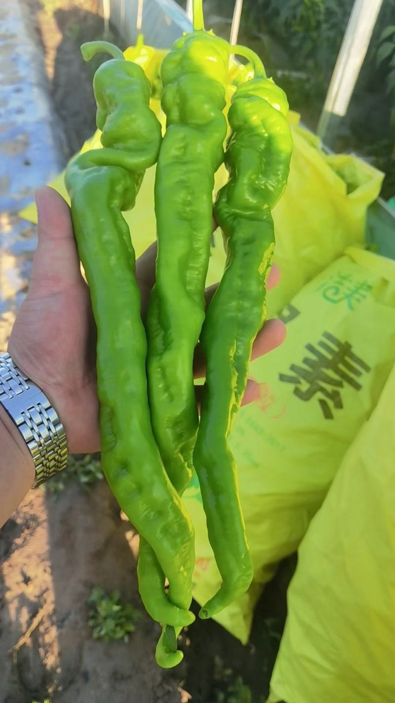 精品辣子大量供应，电商市场都可走货，
