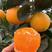 【伦晚橙】爆汁脐橙，口感甜，产地直销，树上鲜果。